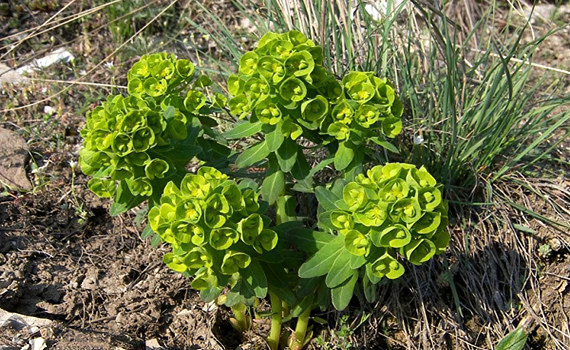 Палласа Палласа