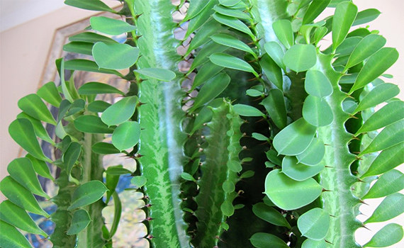 Треугольный Треугольный