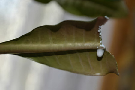 Молочай ядовит Молочай ядовит