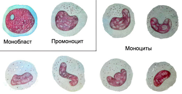 Особые качества моноцитов Особые качества моноцитов