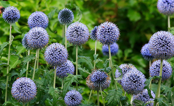 Мордовник Мордовник