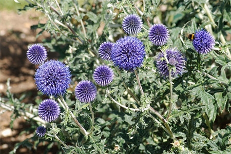 Мордовник обыкновенный Мордовник обыкновенный