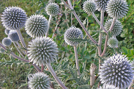 Мордовник шароголовый Мордовник шароголовый