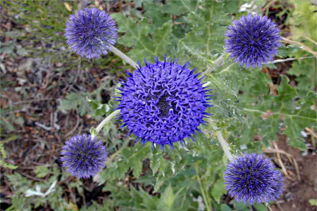 Мордовник широколистный Мордовник широколистный