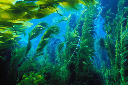 Морская капуста Морская капуста