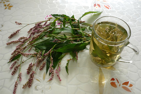 Рецепт настойки водяного перца Рецепт настойки водяного перца