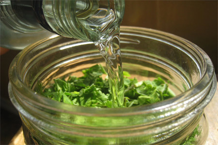 Настой подорожника Настой подорожника