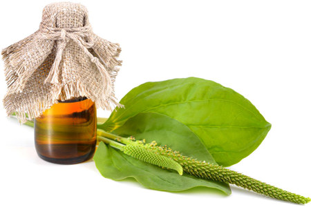 Настойка подорожника Настойка подорожника