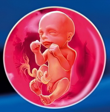 22 неделя беременности 22 неделя беременности