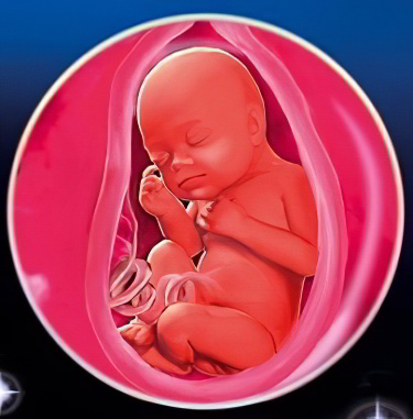 27 неделя беременности 27 неделя беременности