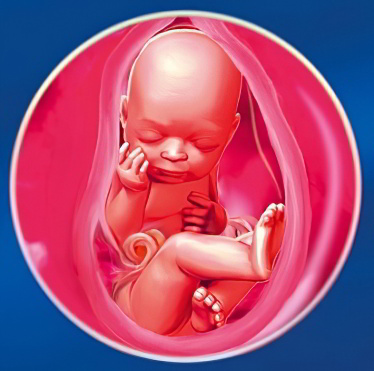 35 неделя беременности 35 неделя беременности