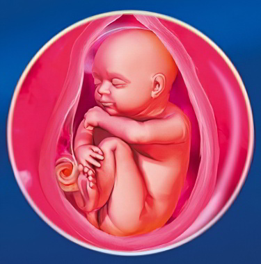 36 неделя беременности 36 неделя беременности