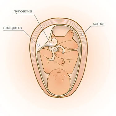 39 неделя беременности 39 неделя беременности
