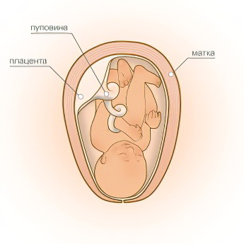40 неделя беременности 40 неделя беременности