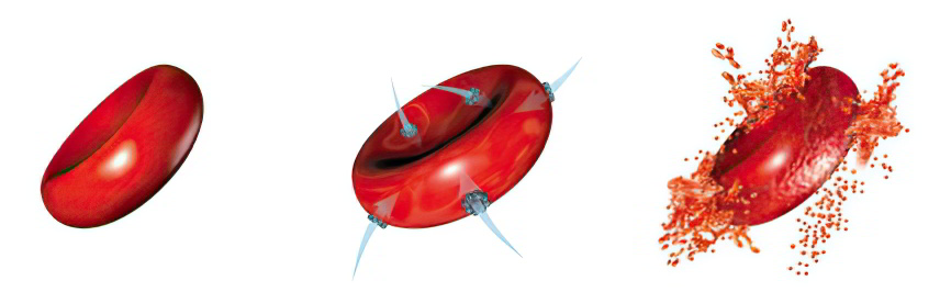 Естественный процесс гемолиза Естественный процесс гемолиза