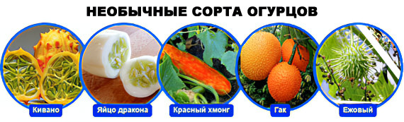 сорта огурцов сорта огурцов