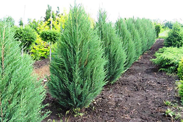 Особенности ухода Особенности ухода