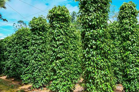 Что такое чёрный перец Что такое чёрный перец