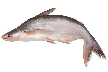 Пангасиус Пангасиус