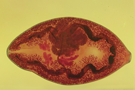 Печёночный сосальщик Печёночный сосальщик