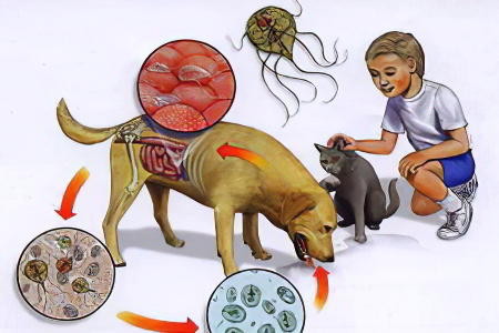 Пути заражения паразитами Пути заражения паразитами