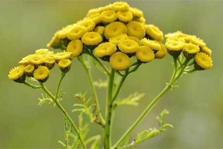 Пижма Пижма