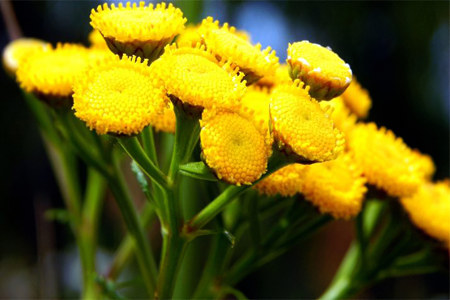 Химический состав пижмы Химический состав пижмы