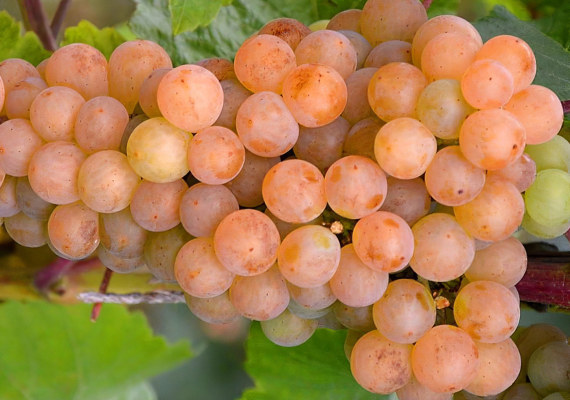 Платовский Платовский