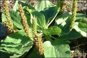 Противопоказания подорожника Противопоказания подорожника