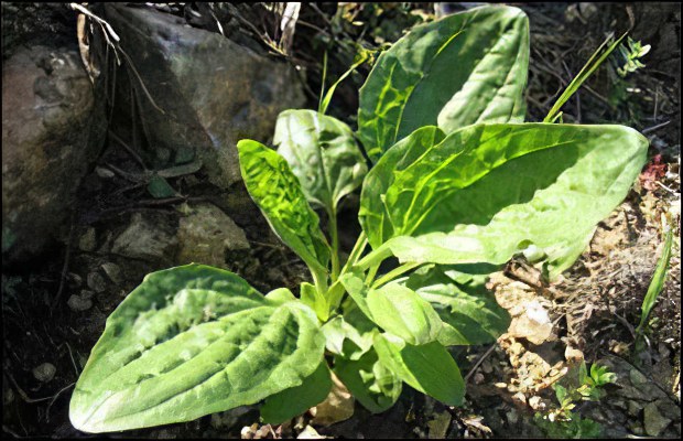 Подорожник Подорожник