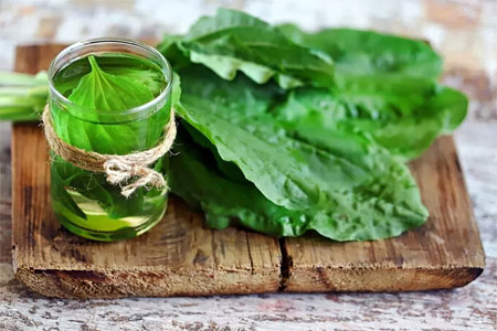 подорожник от эрозии желудк подорожник от эрозии желудка