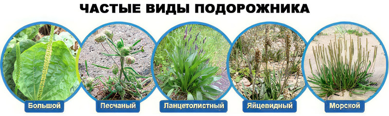 виды подорожника виды подорожника