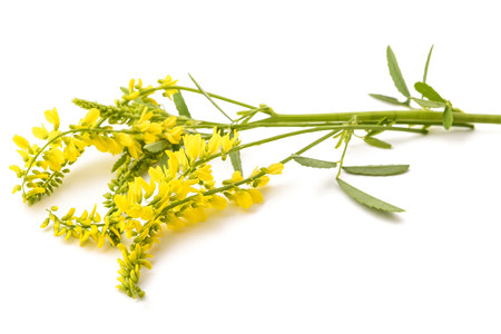 Показания к применению донника Показания к применению донника