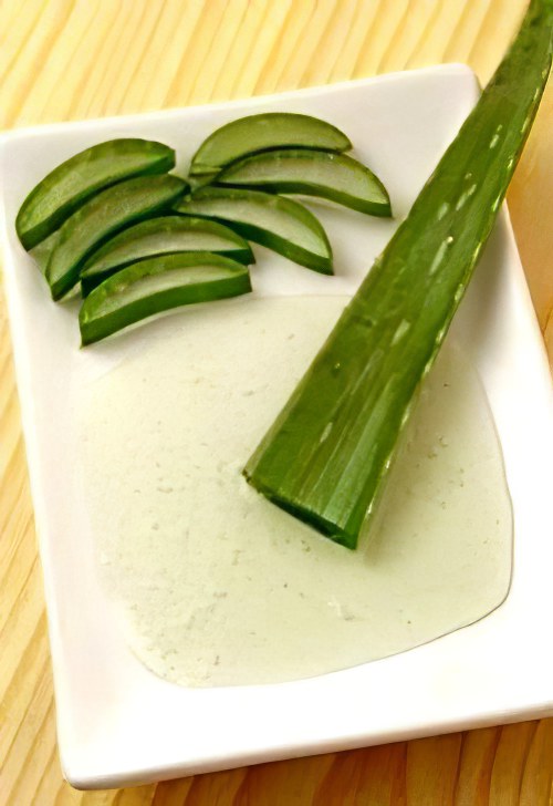 полезные свойства алоэ полезные свойства алоэ