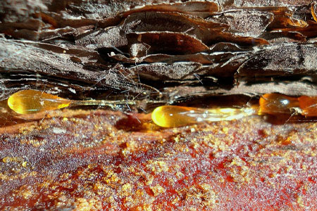 Полезные свойства босвеллия Полезные свойства босвеллия