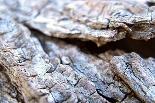 Польза коры абрикоса Польза коры абрикоса