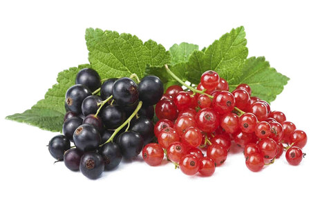 Польза чёрной и красной смородины Польза чёрной и красной смородины