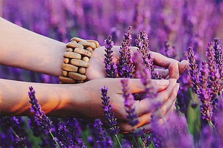 Польза лаванды для женщин Польза лаванды для женщин