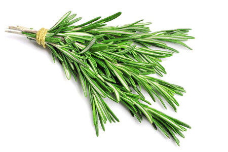 Польза розмарина Польза розмарина