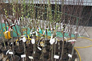 Правила транспортировки и хранения саженцев Правила транспортировки и хранения саженцев