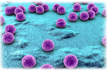 Какие бактерии и вирусы Какие бактерии и вирусы