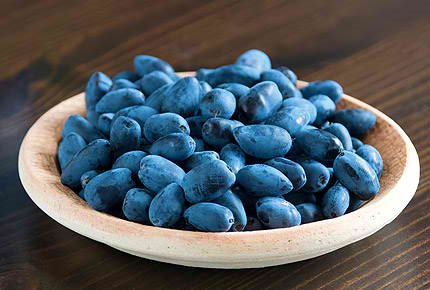 применение жимолости применение жимолости