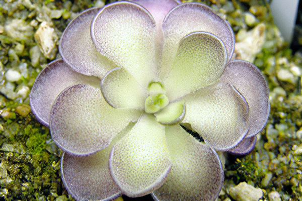 Применение жирянки Применение жирянки