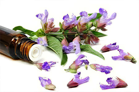 Ещё немного о применени и шалфея Ещё немного о применени и шалфея