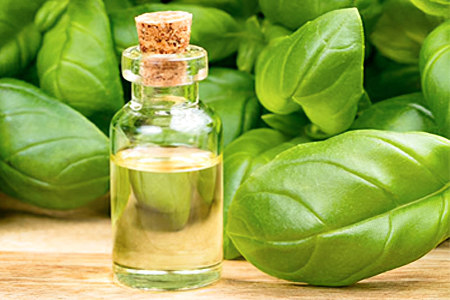 применение базилика применение базилика