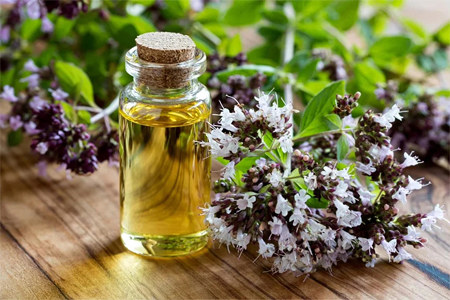 Применение душицы в косметологии Применение душицы в косметологии