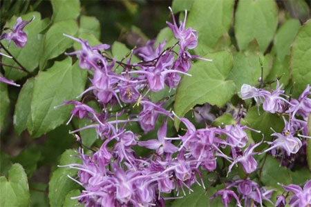 Противопоказания к применению горянки Противопоказания к применению горянки