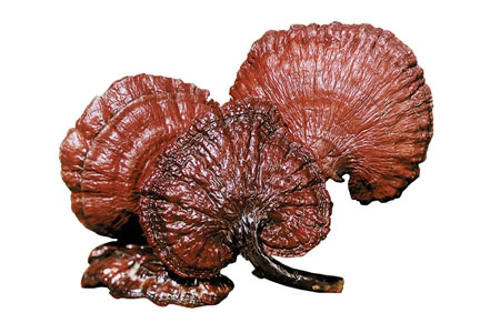 Противораковая активность Противораковая активность