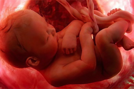 Развитие плода на 8 месяце Развитие плода на 8 месяце