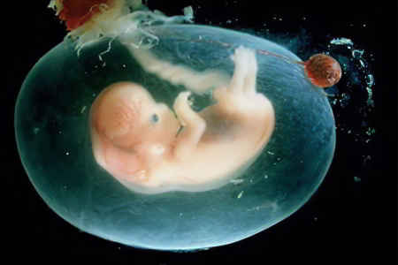 Как развивается плод Как развивается плод